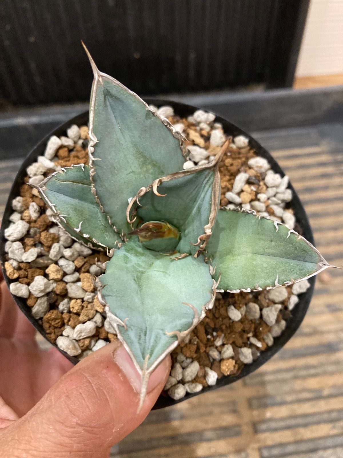 アガベ オテロイ実生 16