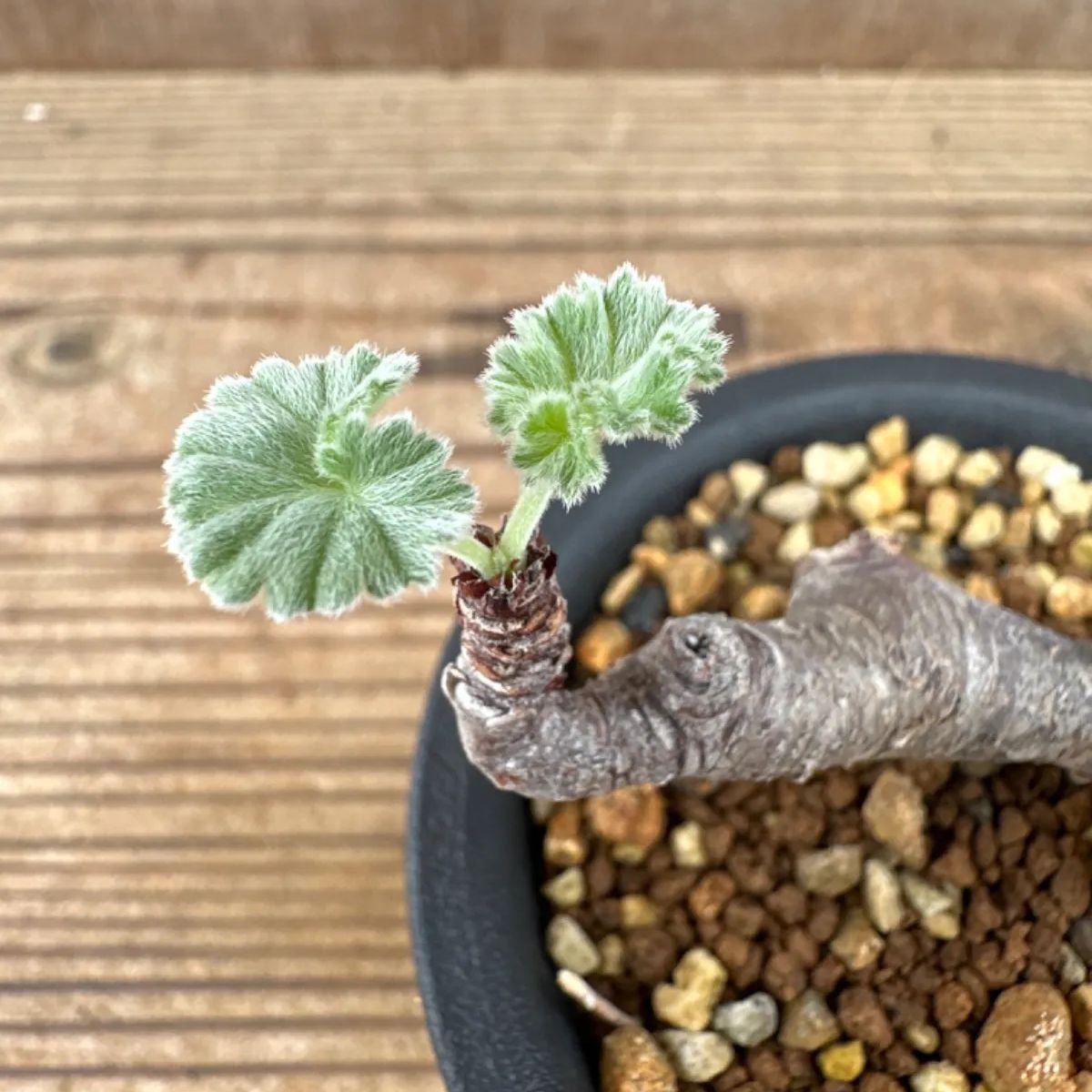 1円スタート」 Pelargonium mirabile 23/ ペラルゴニウム ミラビレ