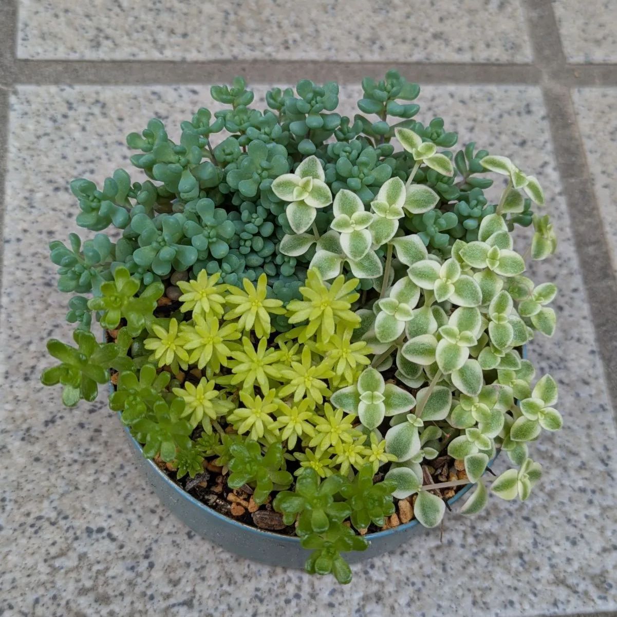 多肉植物 セダム寄せ植えセット 8.5センチ缶 抜き苗 セダムのちいさな