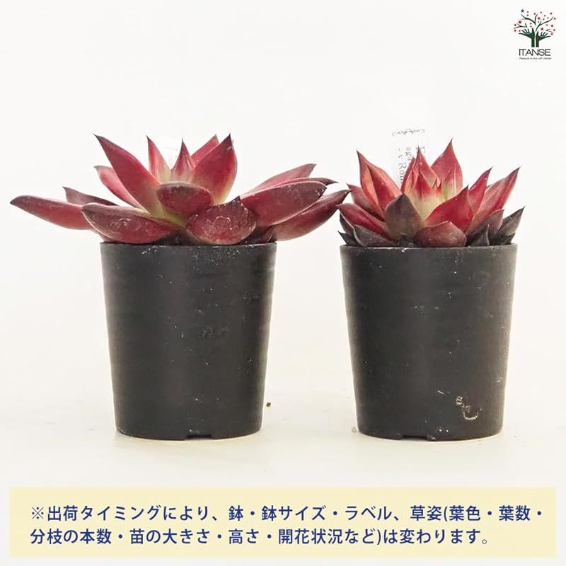4個セット 多肉植物