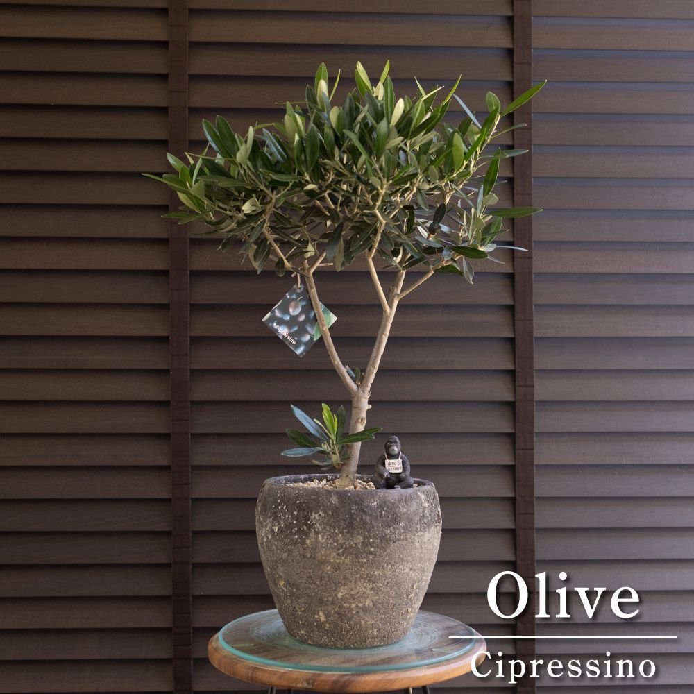 創樹 Olive オリーブの木 7号 セメント鉢 SOUJU Cipressino