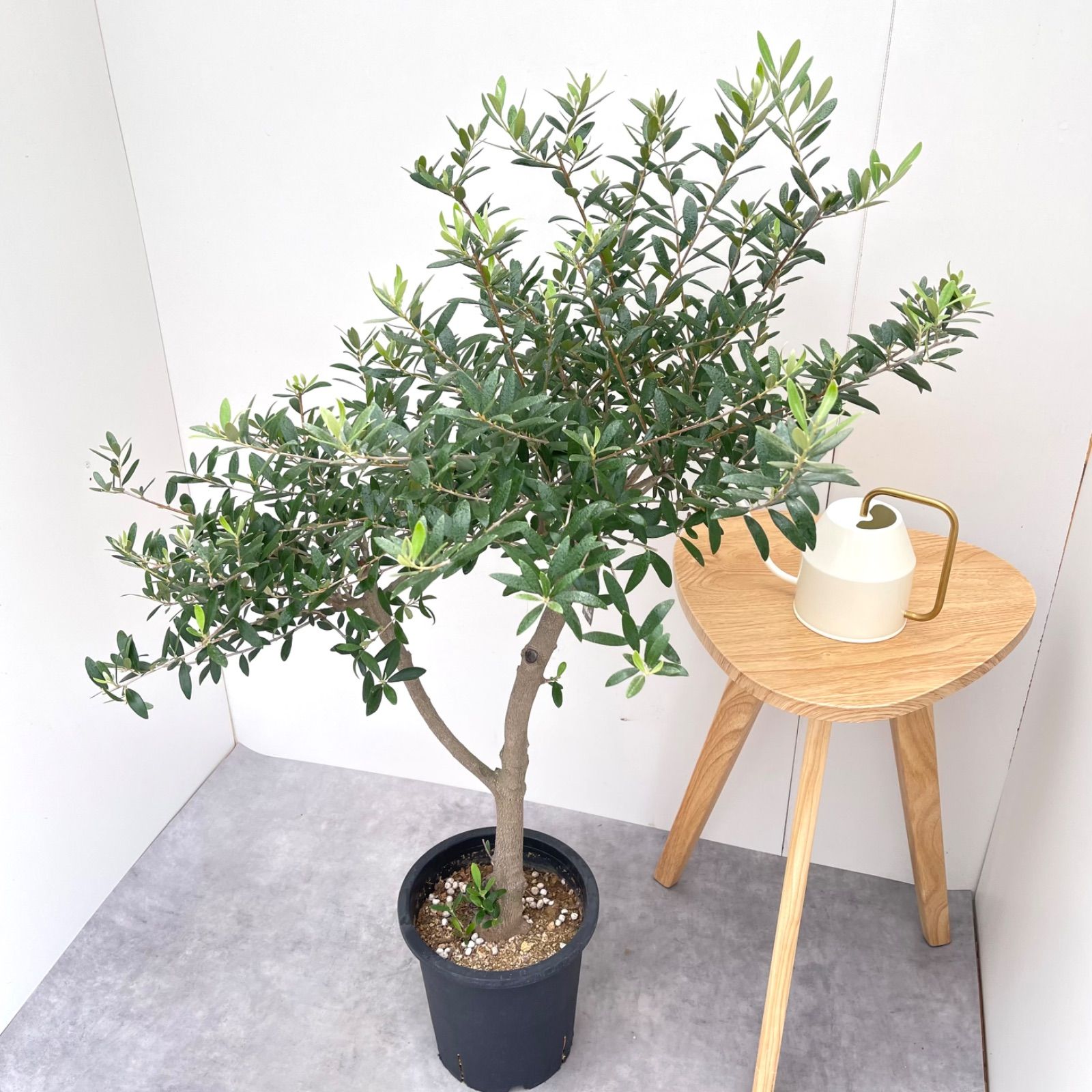 オリーブ ネバディロブランコ 19 現品 観葉植物 創樹 SOUJU 大型 STEELWINDOWSANDDOORS_COM