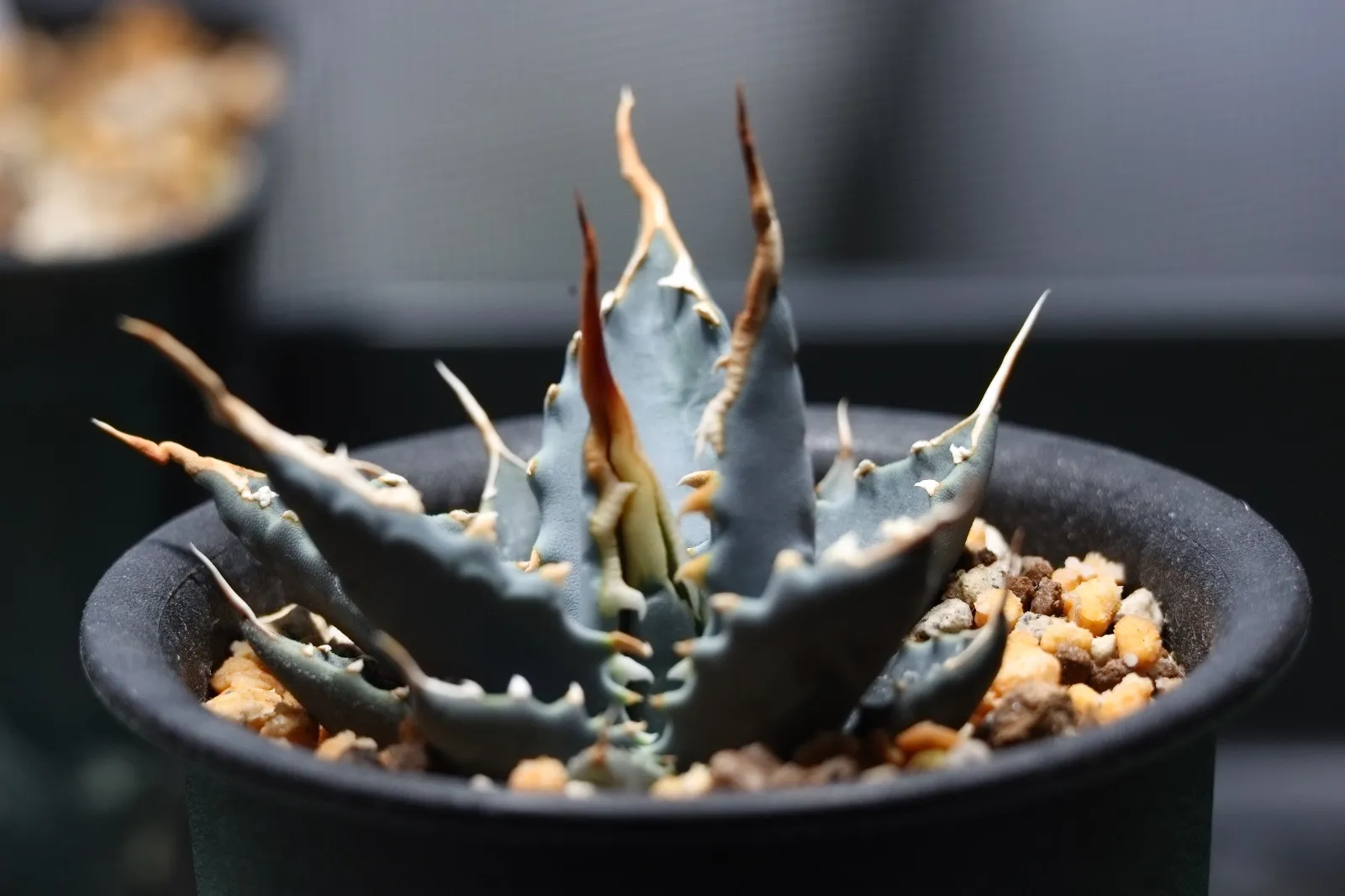 2025年最新】エボリスピナ コークスクリューの人気アイテム - メルカリ