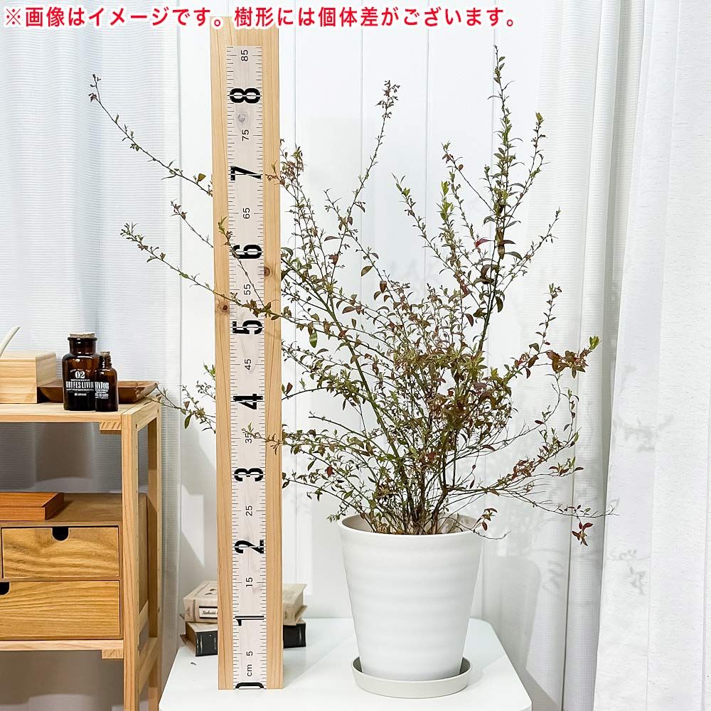 果樹 ビルベリー