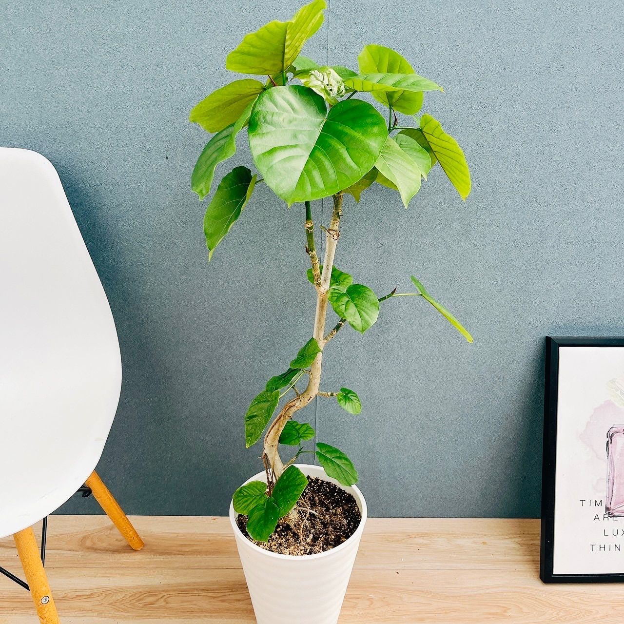 【じょうさん様】フィカス◦ウンベラータ 曲がり幹♪ 120cm♪ じょうさん様】フィカス◦ウンベラータ 曲がり幹♪ 120cm♪ じょうさん