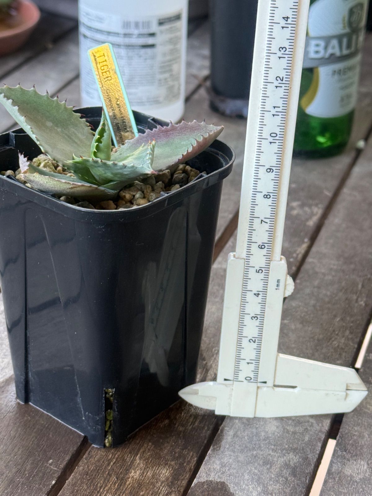 アガベ ハイブリッド ジプソフィラ✖︎イシスメンシス - メルカリ