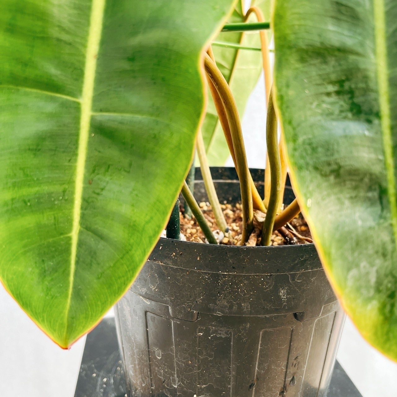 在庫］【希少】フィロデンドロン ビレッティア 6号 観葉植物 室内 レア