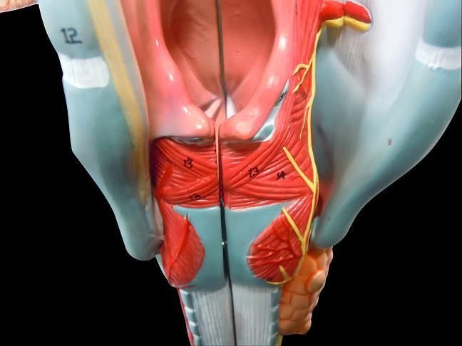 人体模型 喉模型【即決送料無料】喉頭部・気管・2倍拡大☆期間限定特別価格☆
