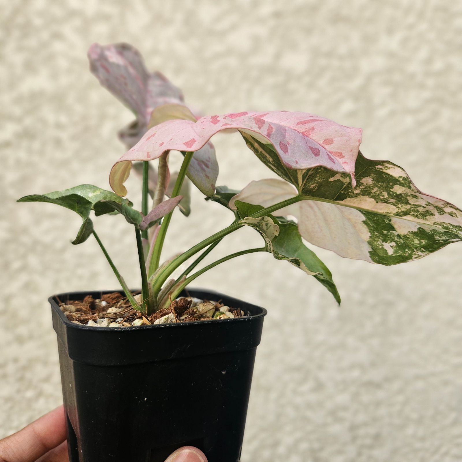 レア③《シンゴニウム・ピンクスポット・ダブルバリエガータ