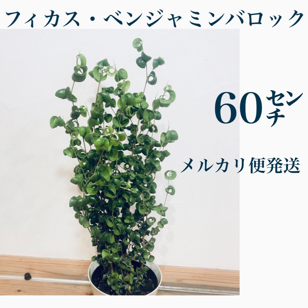 フィカス・ベンジャミンバロック 苗・苗木 観葉植物 - メルカリ