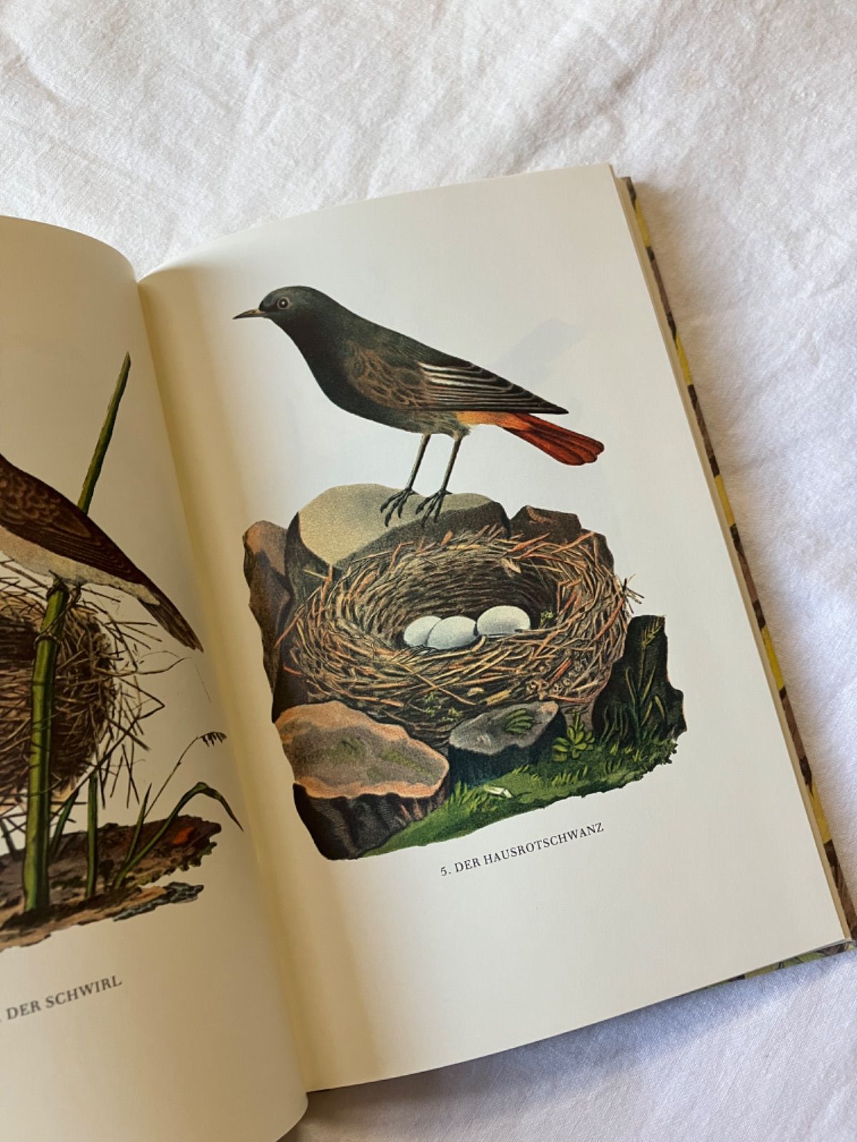 インゼル文庫　人気3冊セット　鳥図鑑　蝶図鑑　植物図鑑※バラ売りも可能 インゼル文庫 100 小さな鳥と巣の図鑑 第6版 - メルカリ