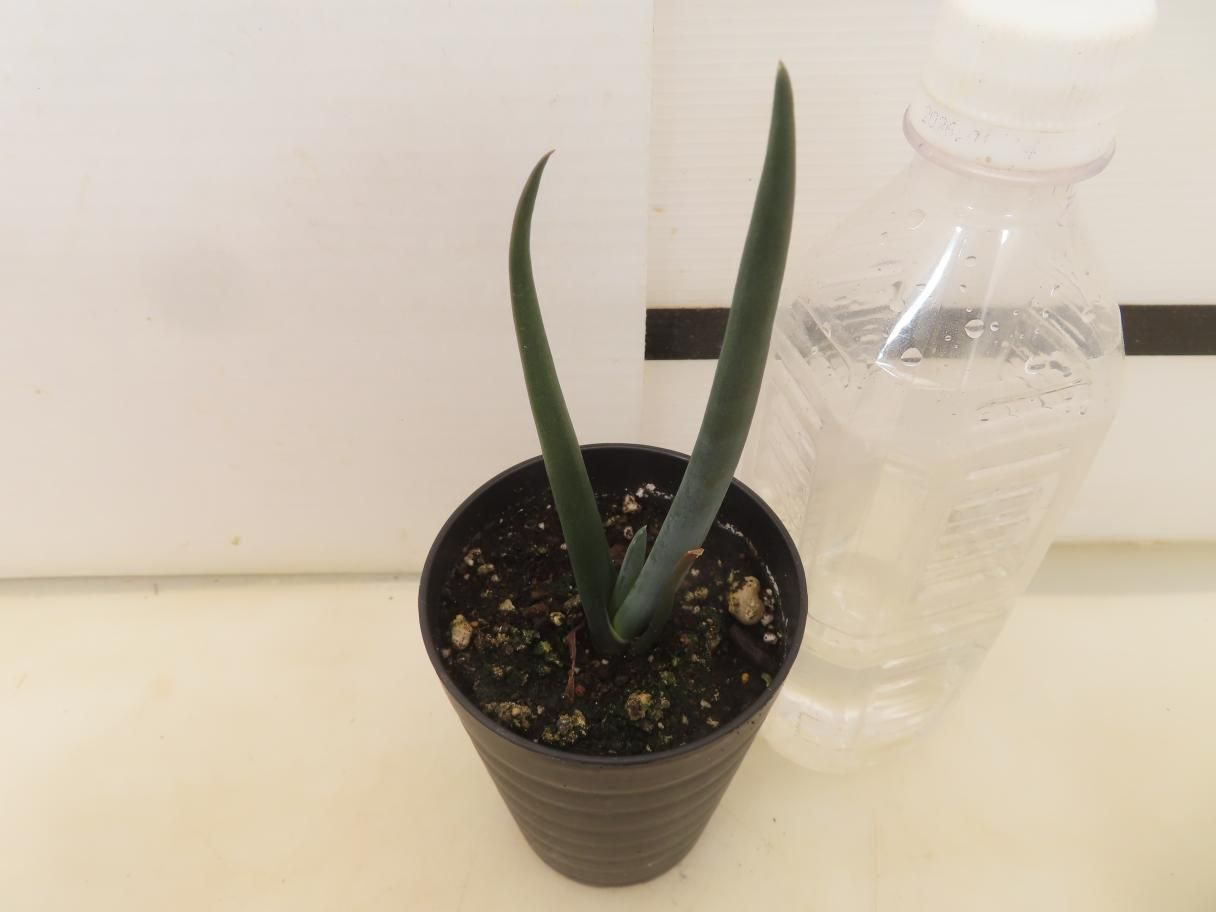 9395 「実生株】アロエ スザンナエ【種から発芽！・成長順調厳選株・Aloe・多肉植物】 - メルカリ