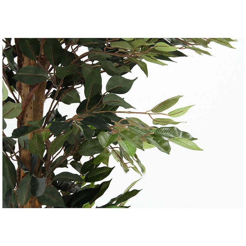 送料無料 ♥ 未開梱 不二貿易 観葉植物 フィカス 1124 A 52662 WWW_KANDAIZUMI_COM