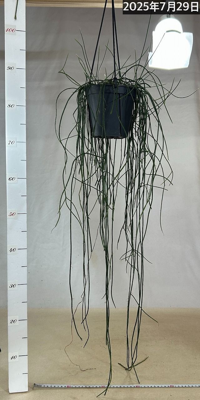 リプサリス ハイデルベルグ 吊り鉢 リプサリス ハイデルベルグ 5号吊り鉢の通販 | GreenSnap STORE