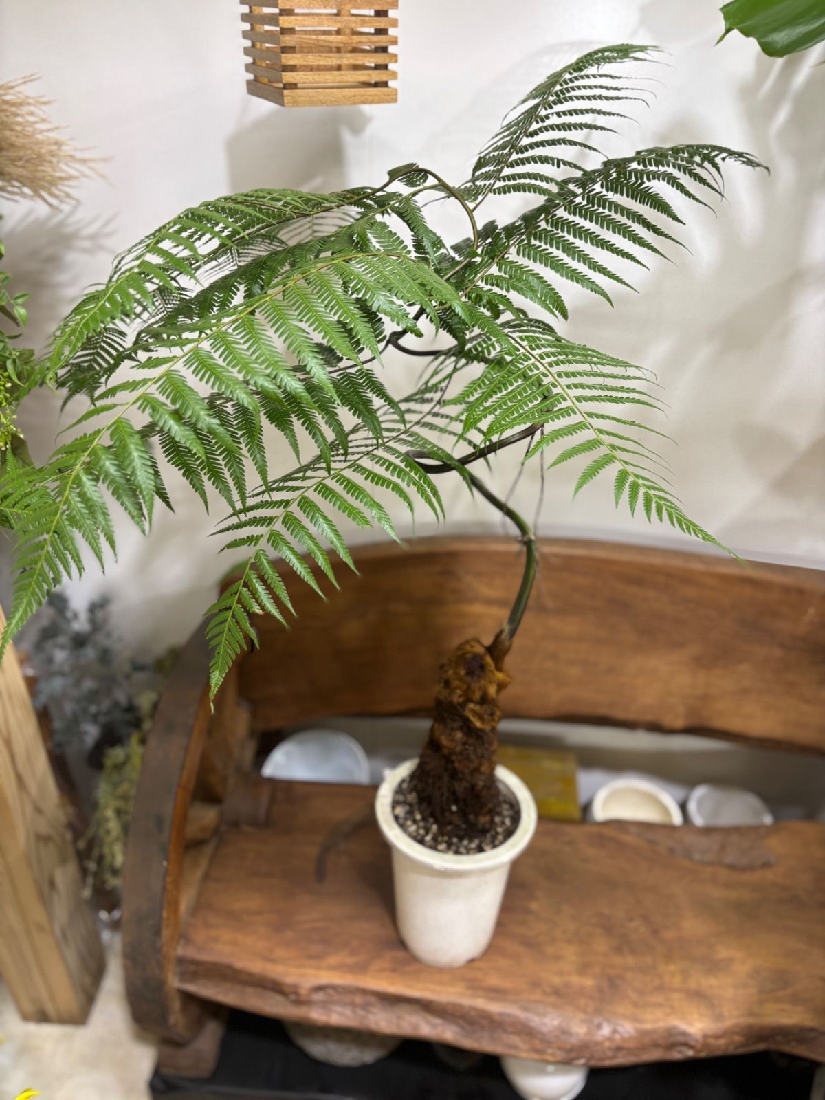 リューカデンドロン エイミー 3 ファイバー鉢 ザ・ファームセレクト