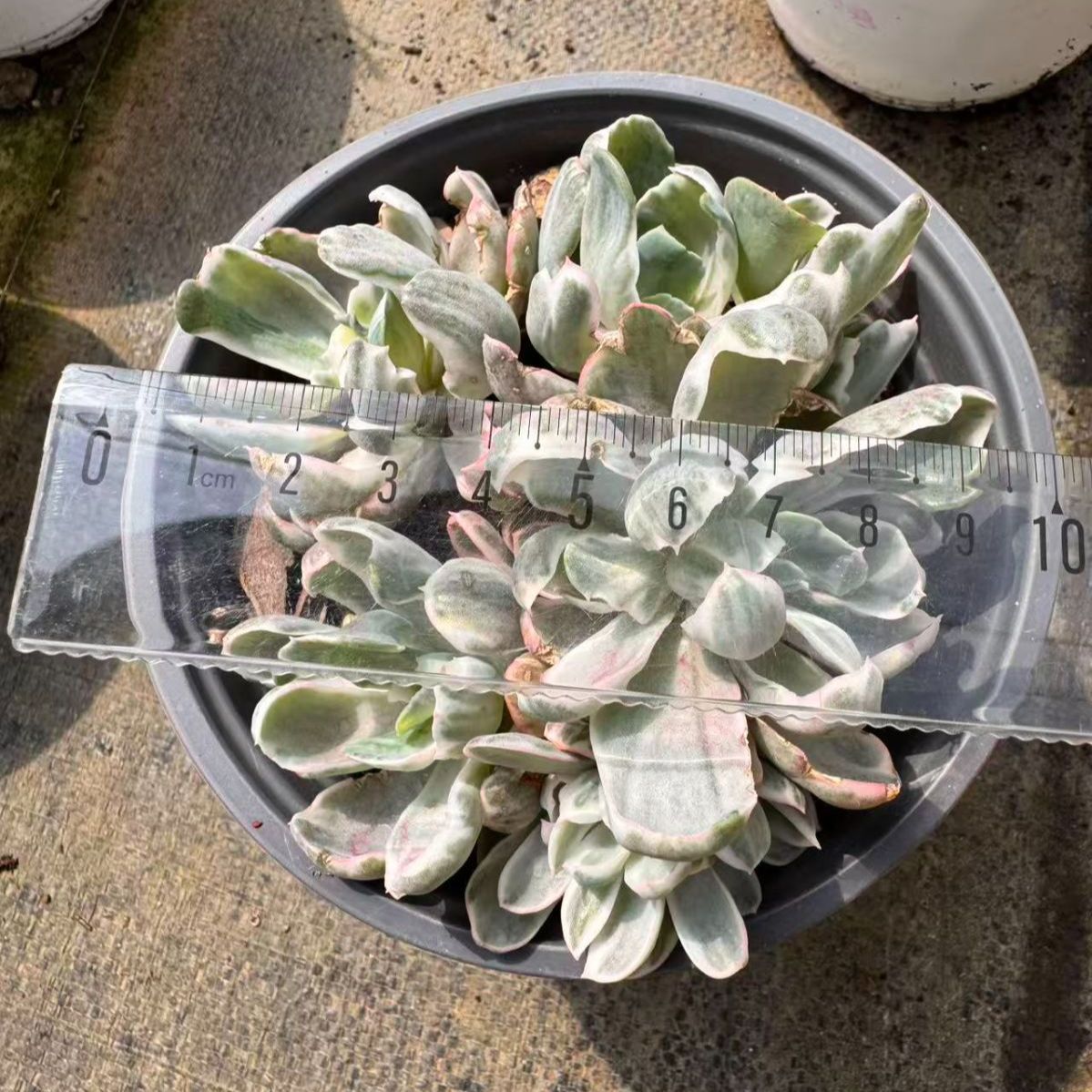 15株の抜き苗セット】バークレー錦（群生） 多肉植物 佐川急便発送