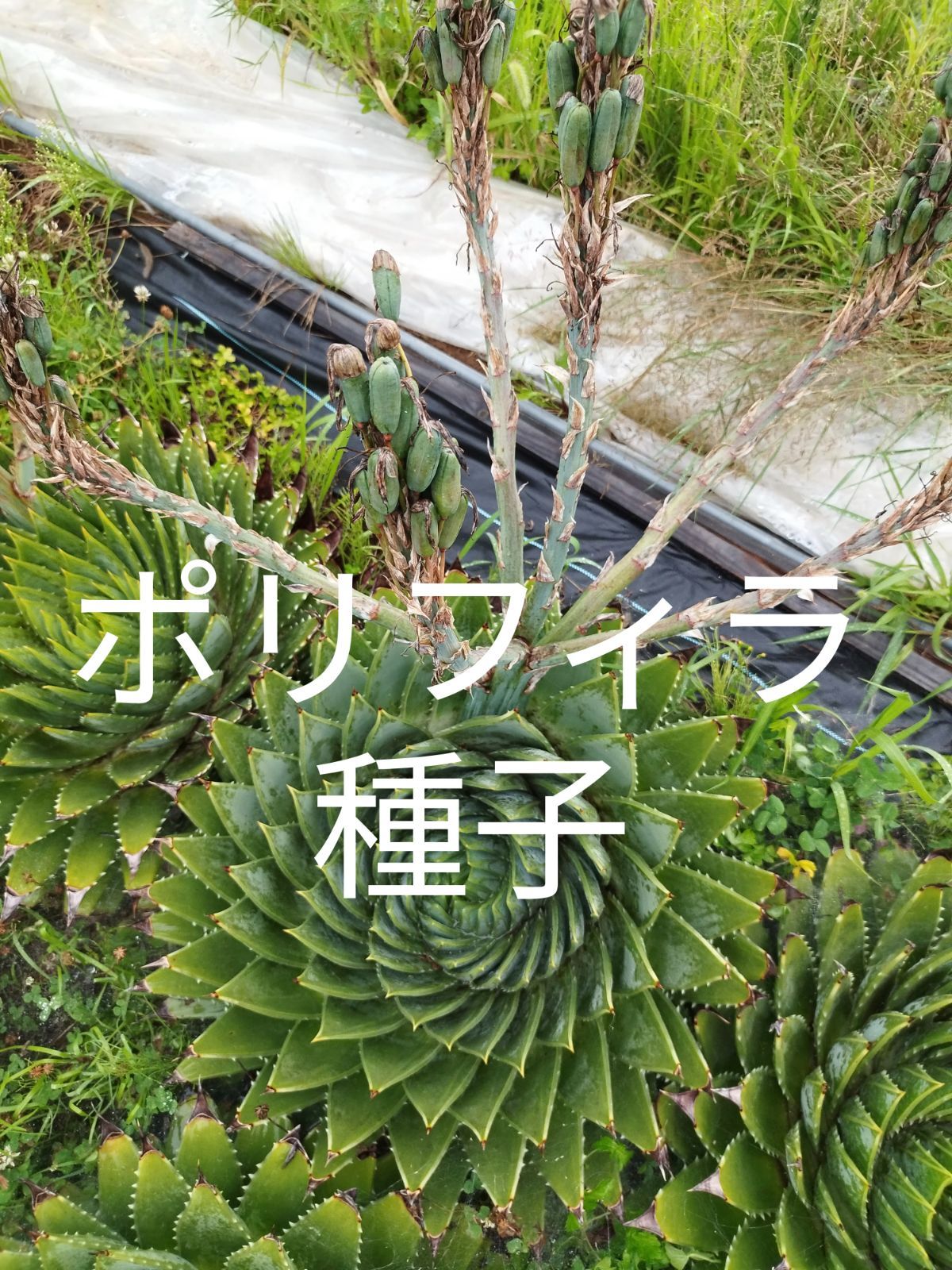 アロエ ポリフィラAloe polyphylla 種子 凄 40粒 今年7月採種子