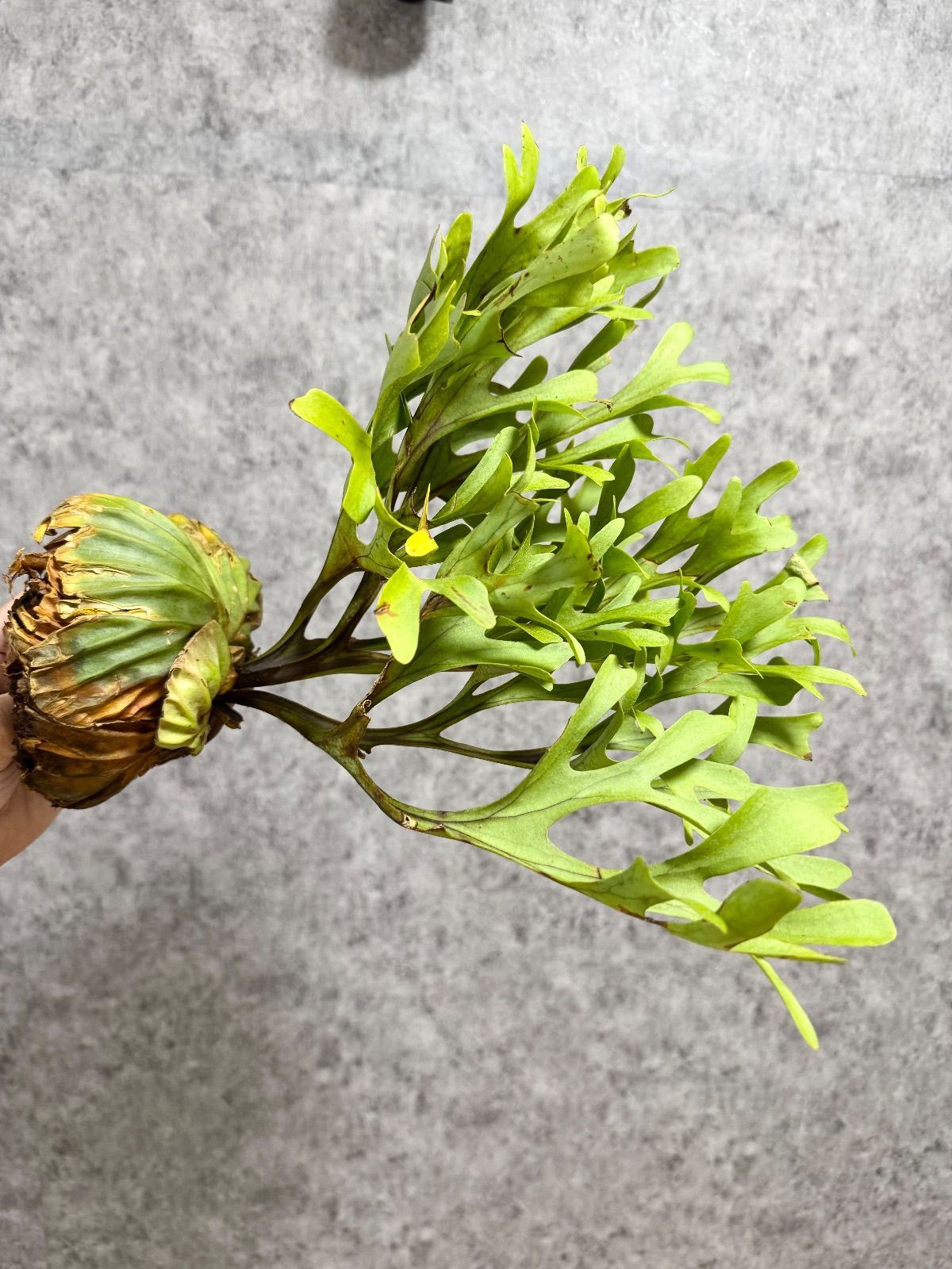 ビカクシダ Platycerium ridieyi Center Borneo Wild Platycerium ridieyi Center Borneo Wild