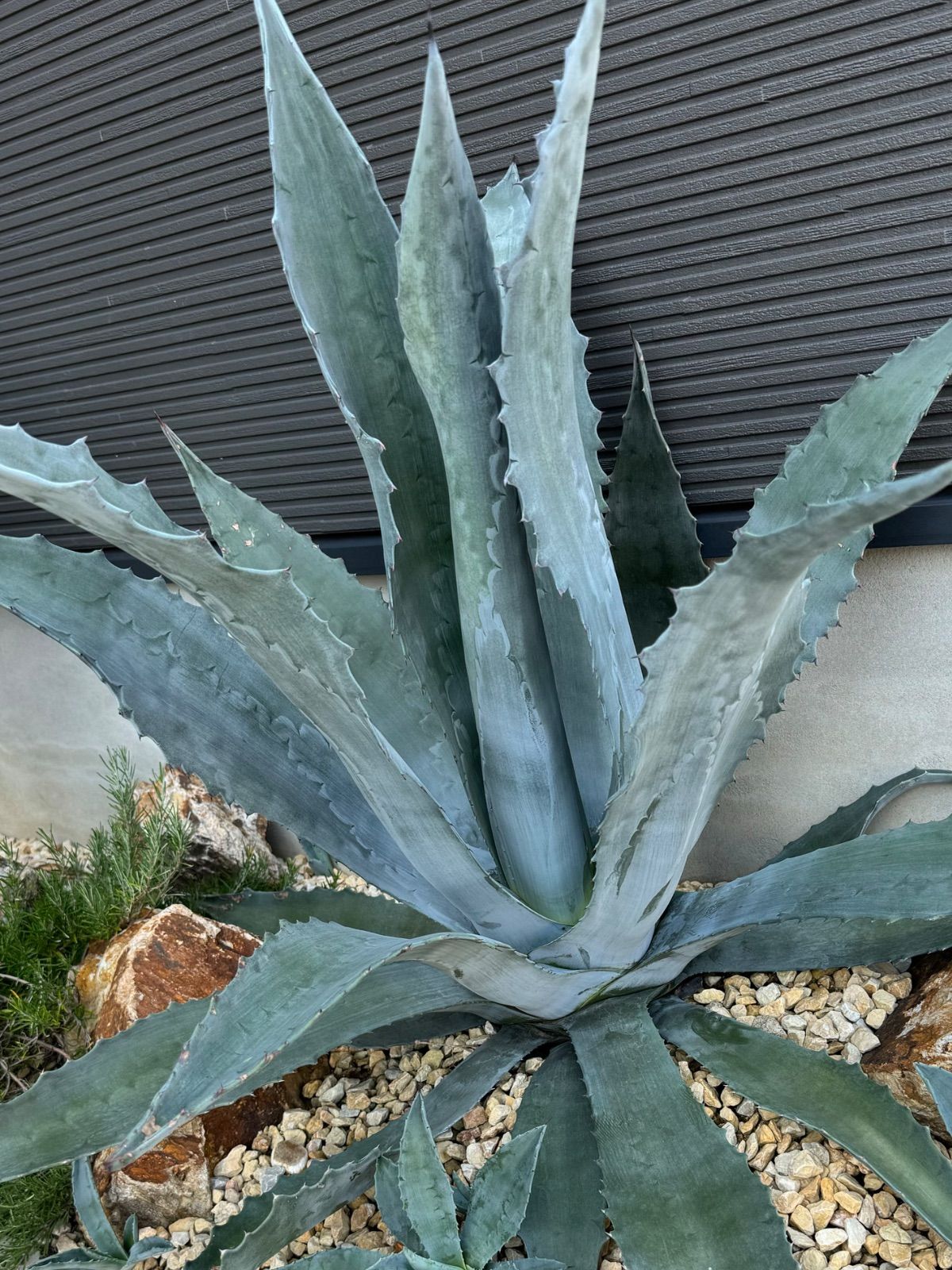 巨大アガベ アメリカーナ・アオノリュウゼツラン親株子株 引き取り限定