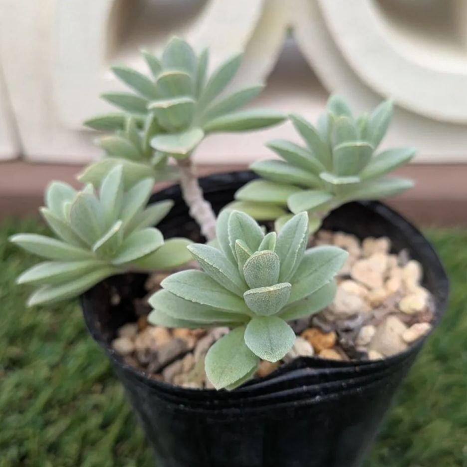 多肉植物プレクトランサス属 サルコステムモイデス - メルカリ