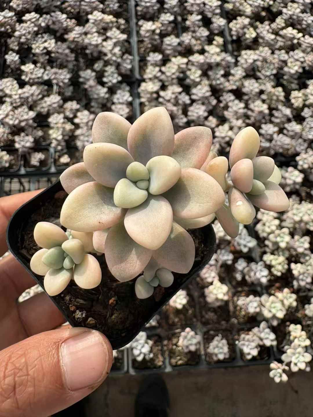 50株の抜き苗セット】エレン錦 多肉植物 佐川急便発送