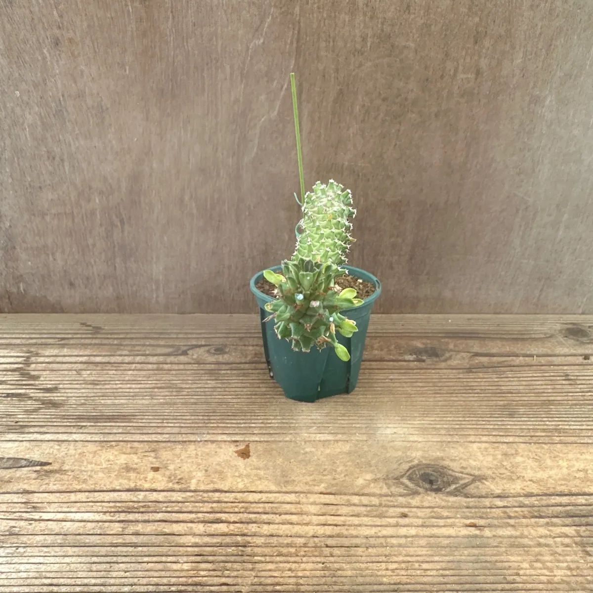 モナデニウム ドラゴンテール Monadenium Dragon Tail 現品 観葉植物