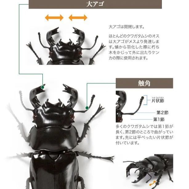 バンダイいきもの大図鑑くわがた04タランドゥスオオツヤクワガタ