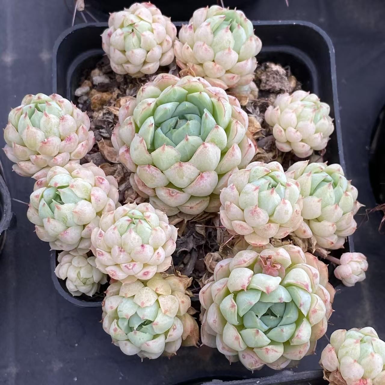 抜き苗 多肉植物