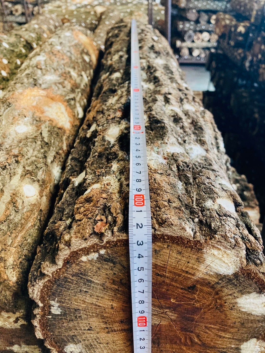 太さ15~20cm