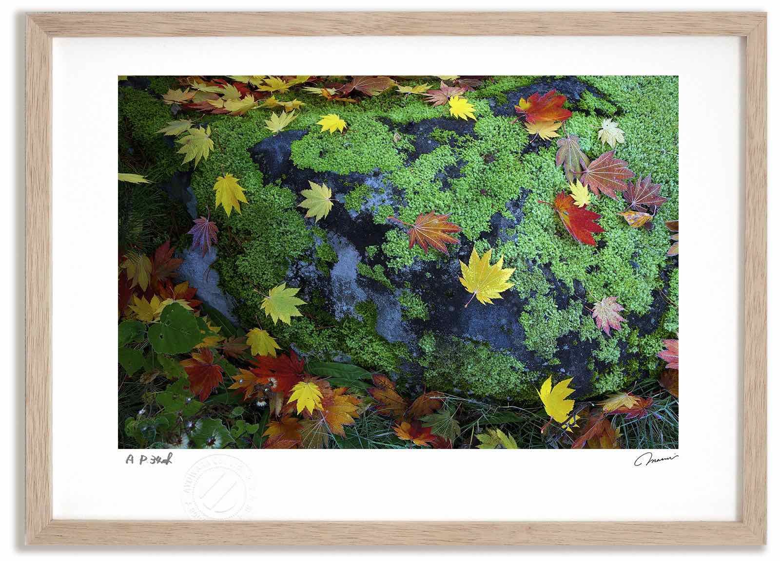 アートフォト 絵画 紅葉2 高橋真澄/インテリア 額入り 額装込 風景画 油絵 ポスター アート アートパネル リビング 玄関 プレゼント モダン アートフレーム 飾る Mサイズ おしゃれ 壁掛け 絵