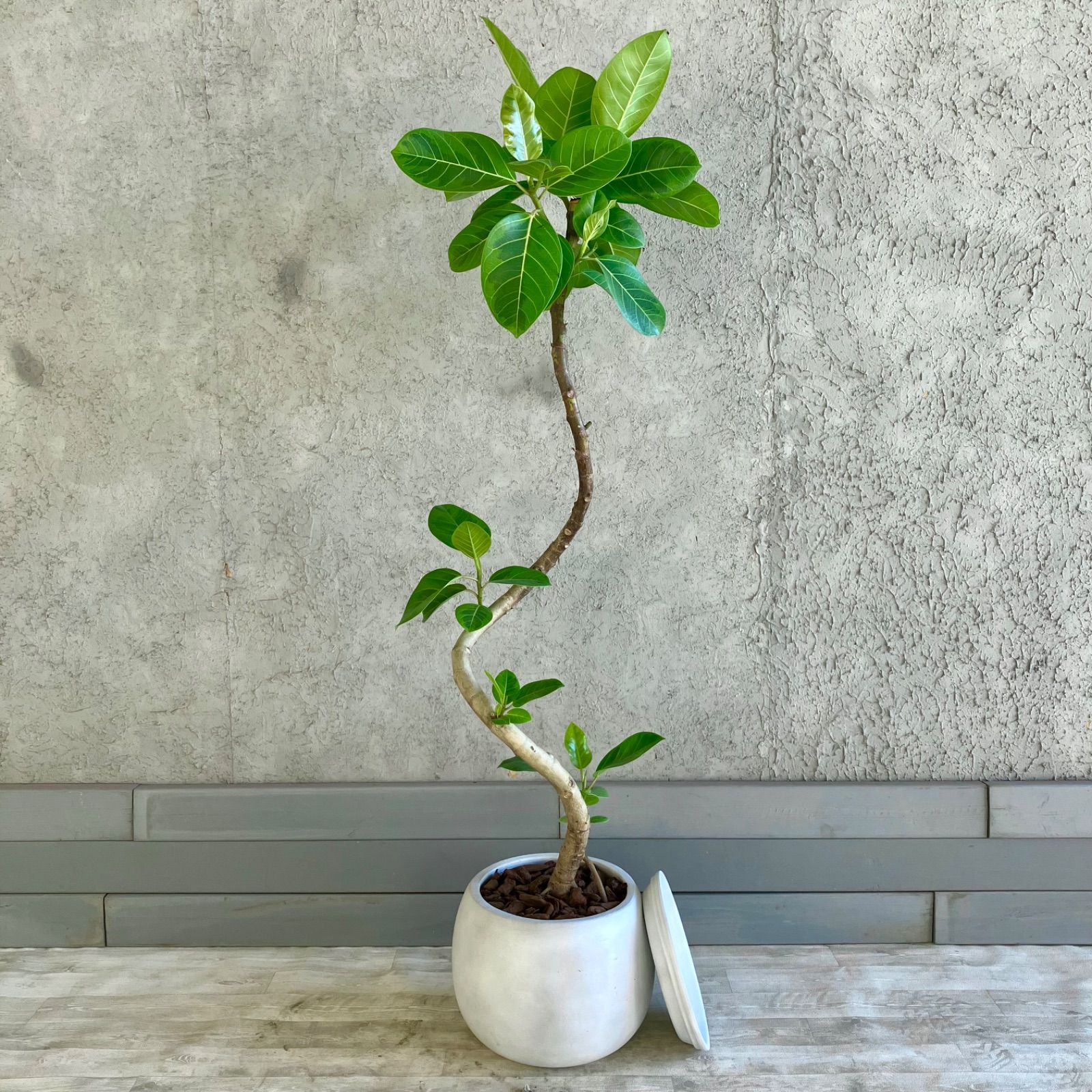 厳選された植物と鉢】幹太 美形 フィカス ベンガレンシス 8号