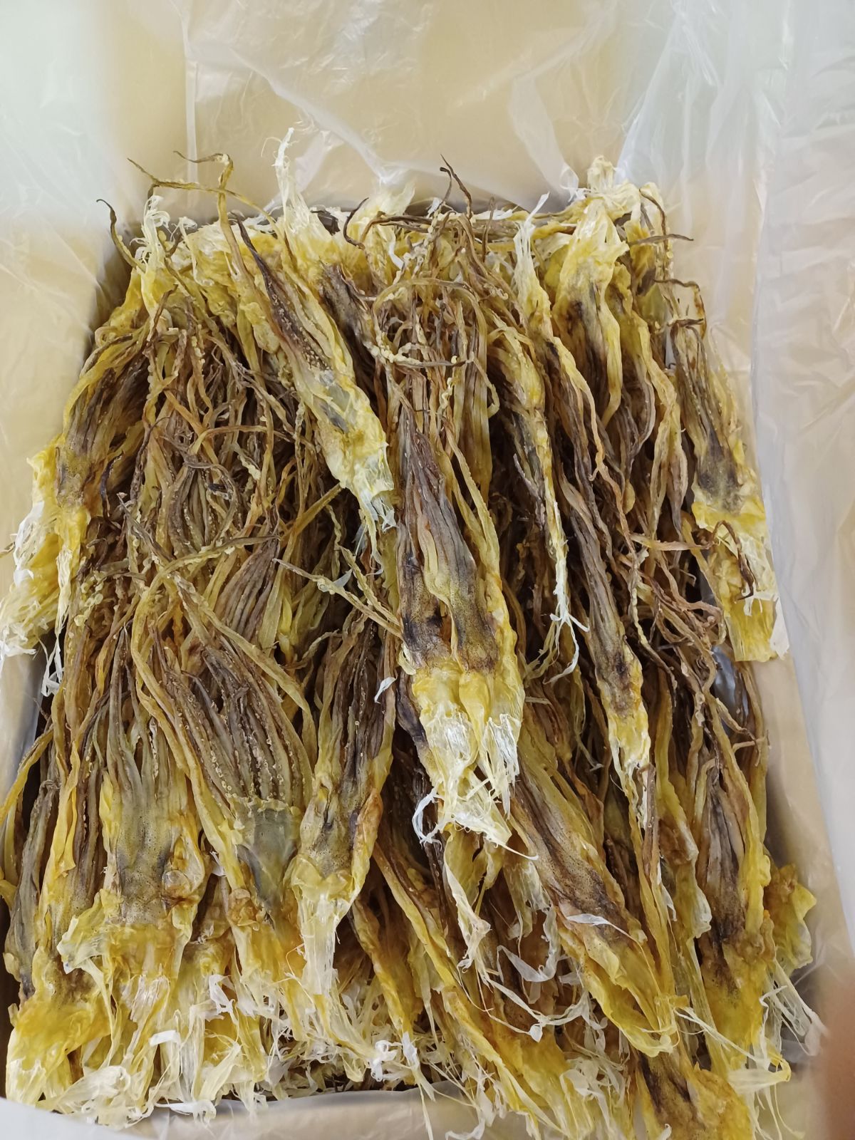 復活』前浜するめ足【2kg】 青っぽい