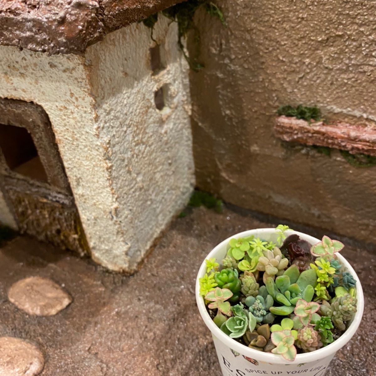 メルカリ便多肉植物寄せ植えそのまま飾れる3匹のこぶたちゃん メルカリ