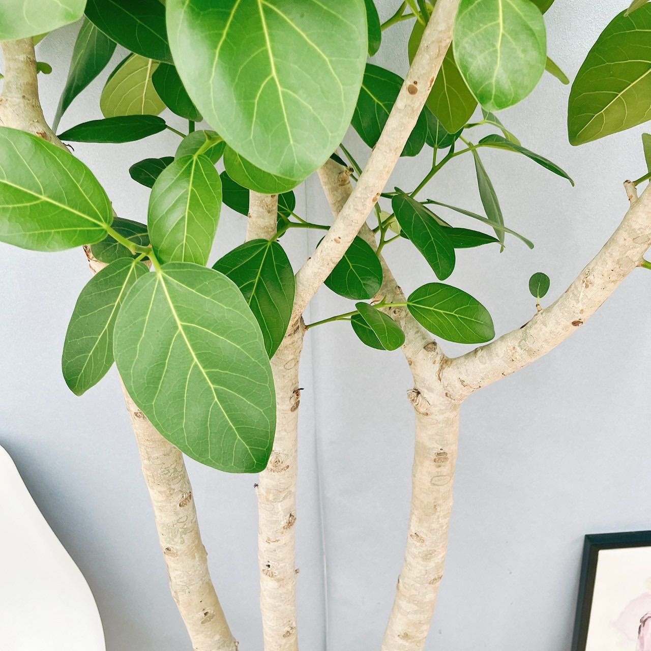 ［現品］特大！　1番　フィカス　ベンガレンシス　10号　観葉植物　室内　大型 現品］☆大株☆ フィカス ベンガレンシス 10号 観葉植物 室内