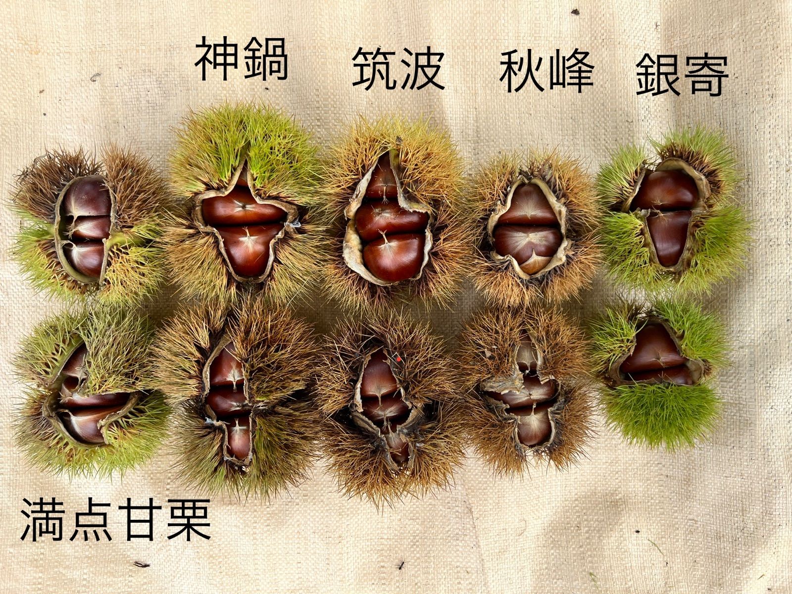 のサムネイル
