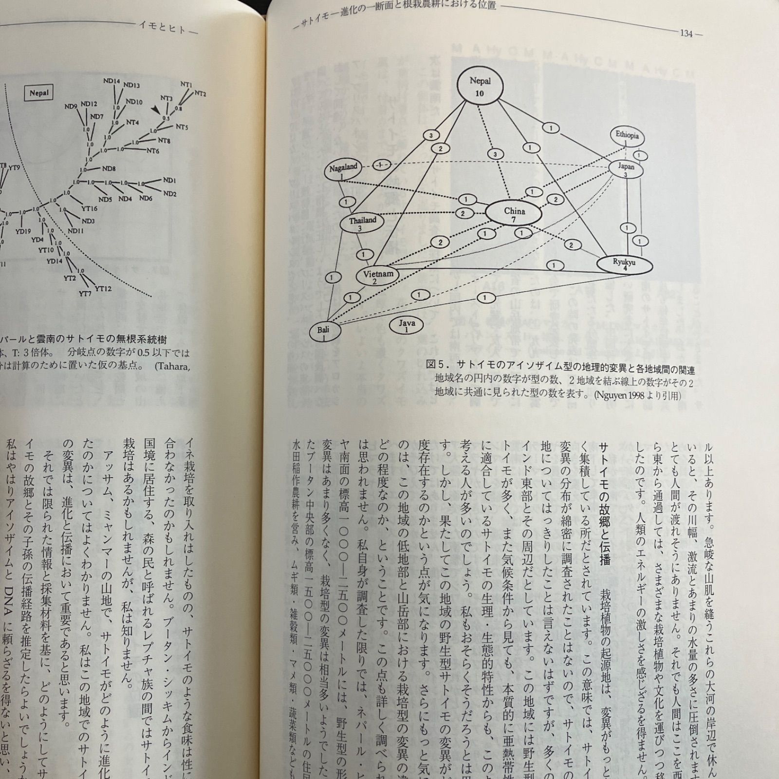 イモとヒト 人類の生存を支えた根栽農耕  /平凡社/吉田集而（単行本） イモとヒト : 人類の生存を支えた根栽農耕(吉田集而, 堀田満, 印