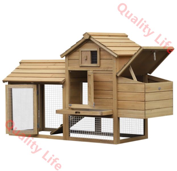 鶏 モルモット用