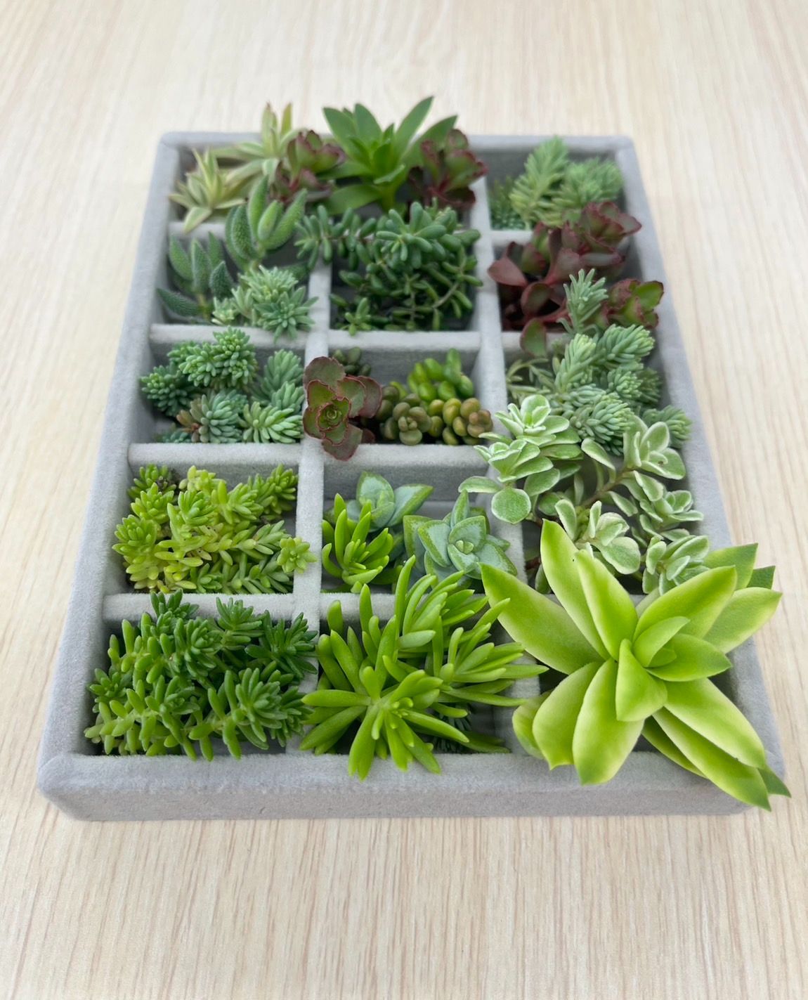 多肉植物 エケベリア セダム いろいろセット メルカリshop 移行できます♪