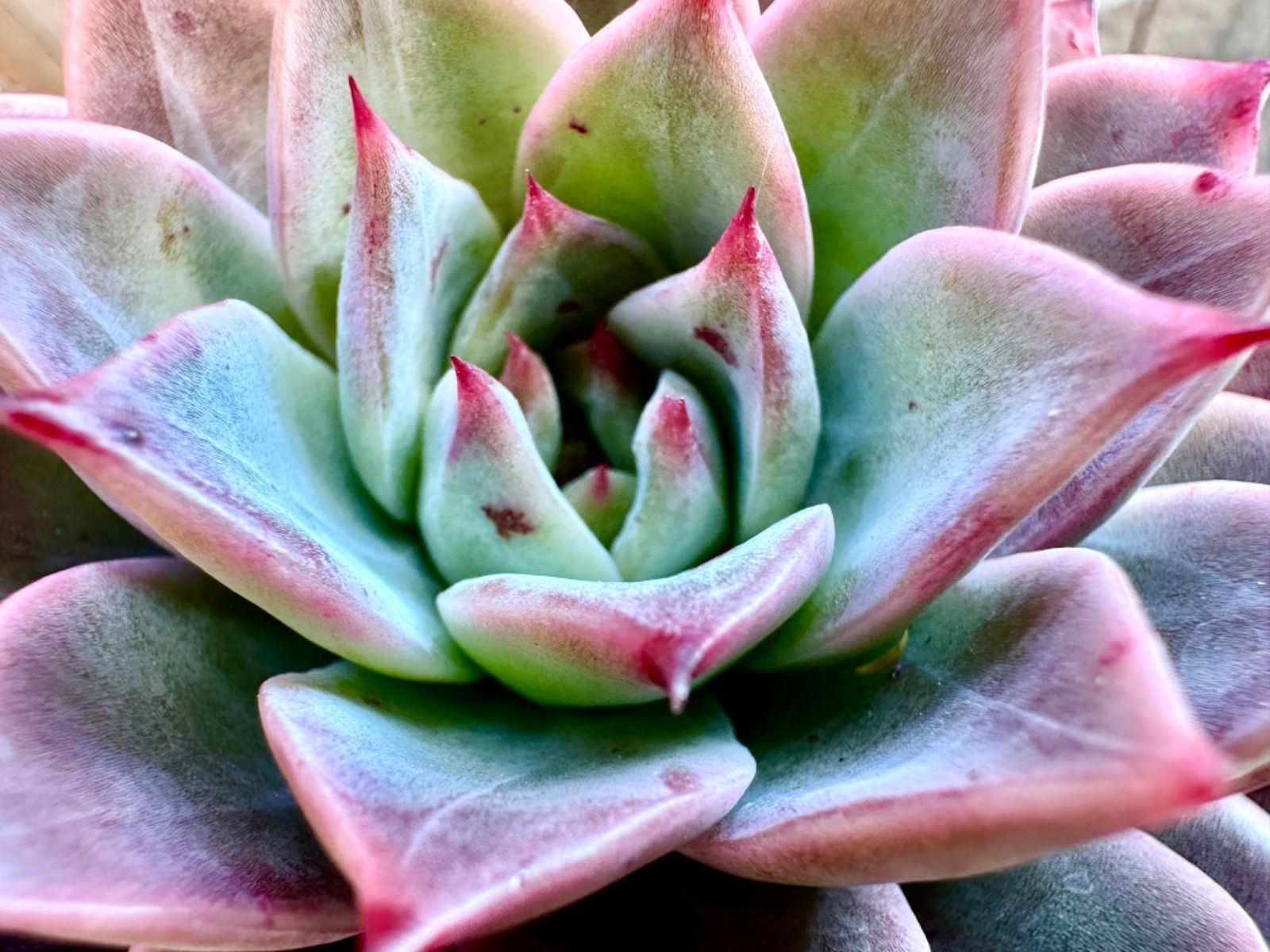 韓国苗 バイキング ♡ ALL 500円 ♡ 韓国苗 バイキング ♡ ALL 500円 ♡