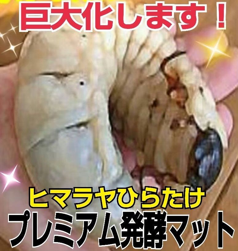 カブトムシ幼虫の餌☆ケース入りプレミアム発酵マット【8セット