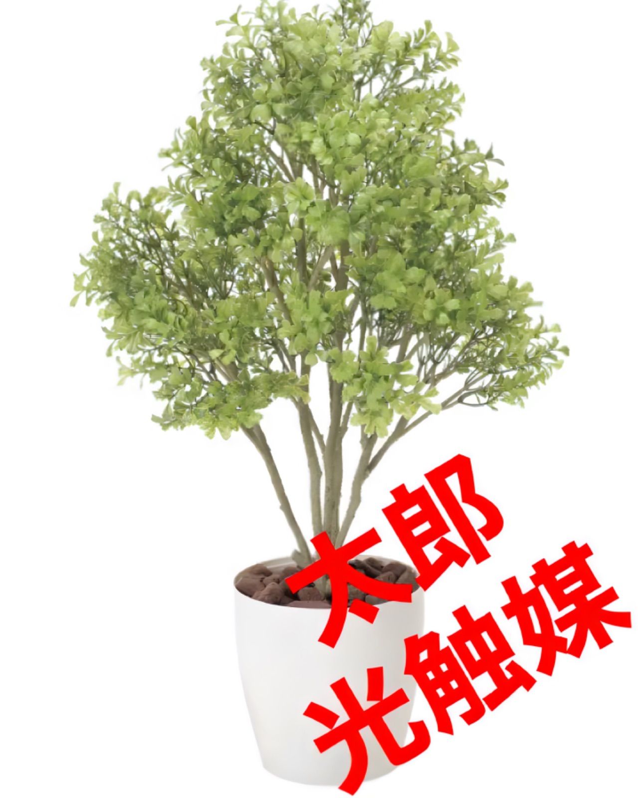 水原紫苑歌集 びあんか/うたうら【決定版】深夜叢書社（現代歌人協会賞