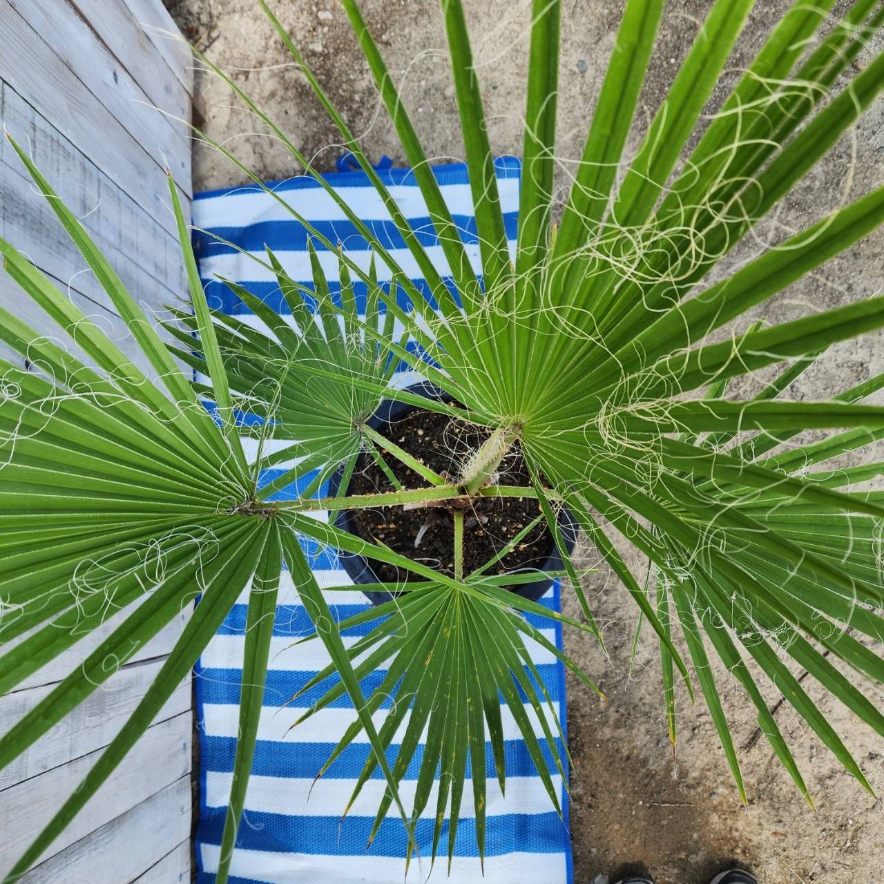 ワシントンヤシ フィリフェラ　Washingtonia filifera ワシントンヤシ (ワシントニア) (ワシントニア・フィリフェラ