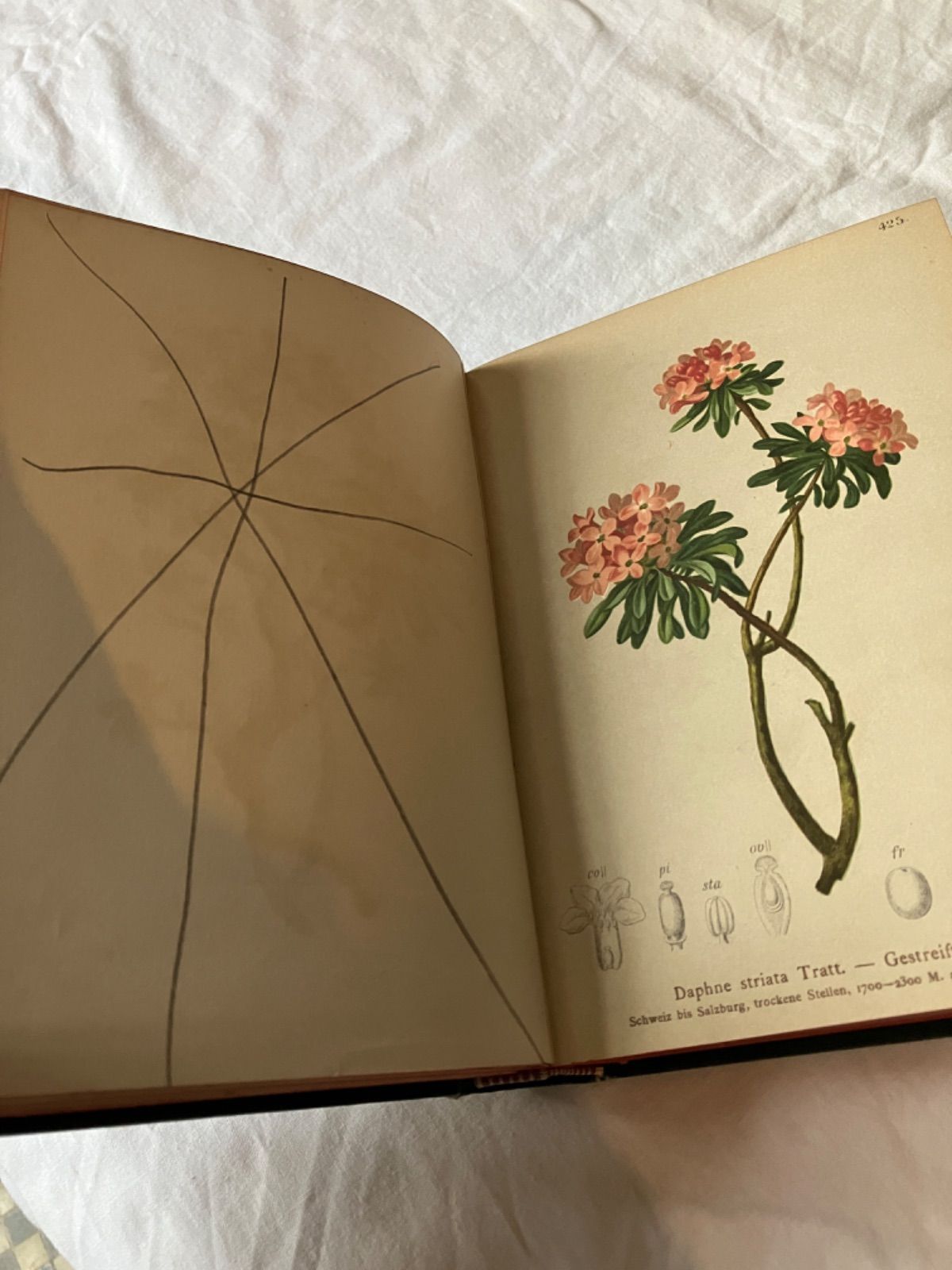 アンティーク 植物図鑑