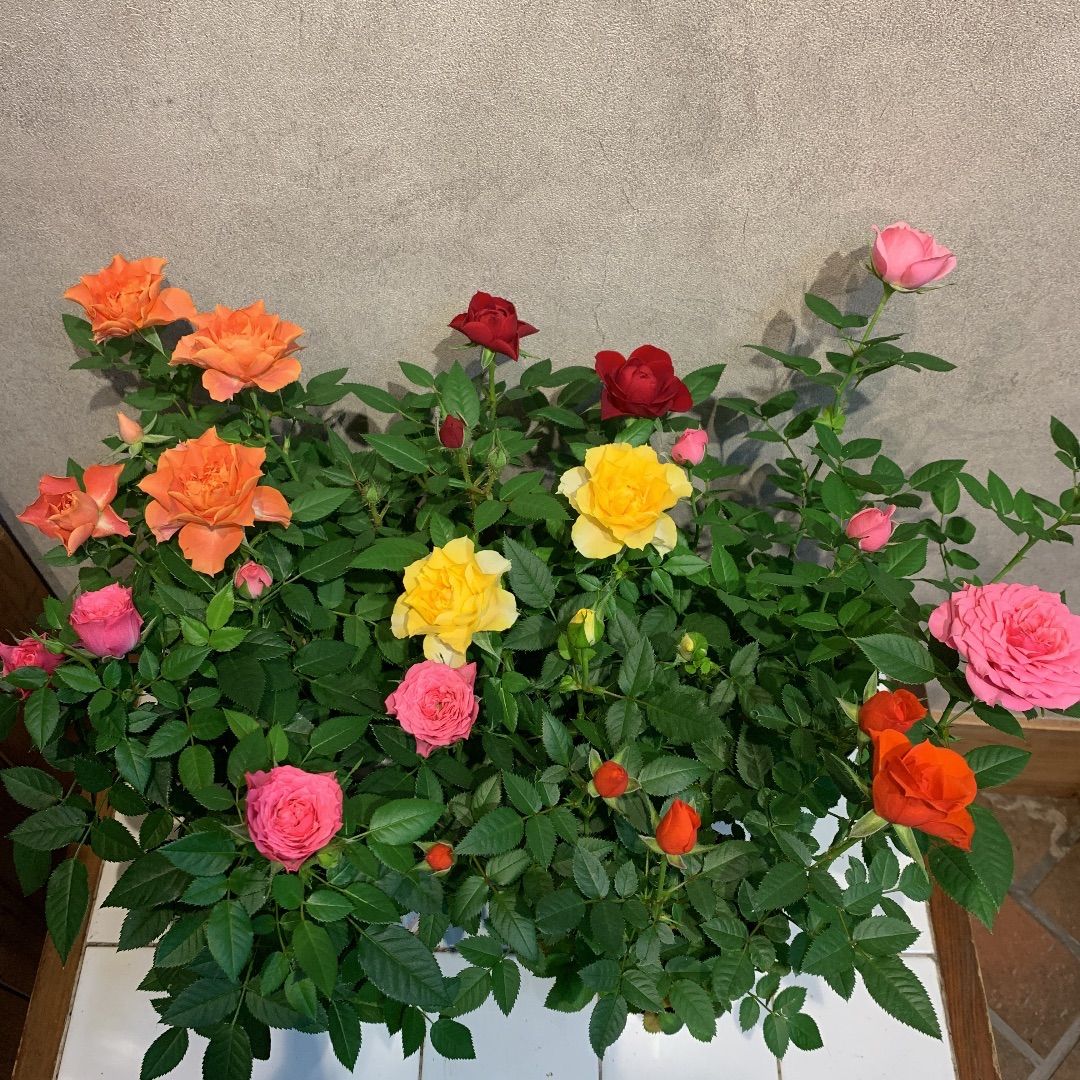 現品のみ ️SALE ️バラ ️コルナーダ 6色セット