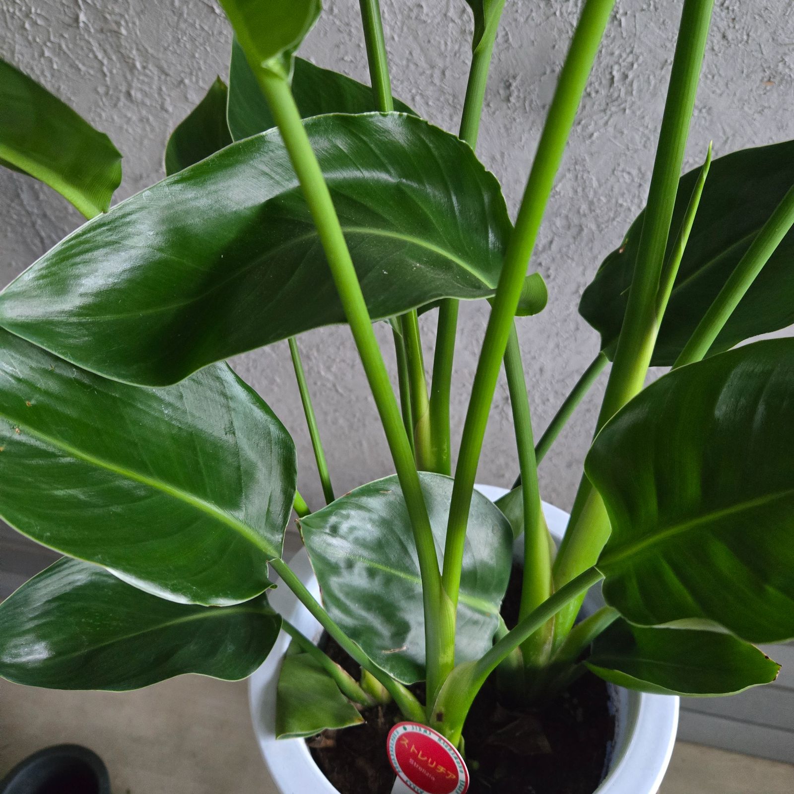 ⑱ ストレリチアオーガスタ 8号 4株植え特大苗木最高等級極上品‼️