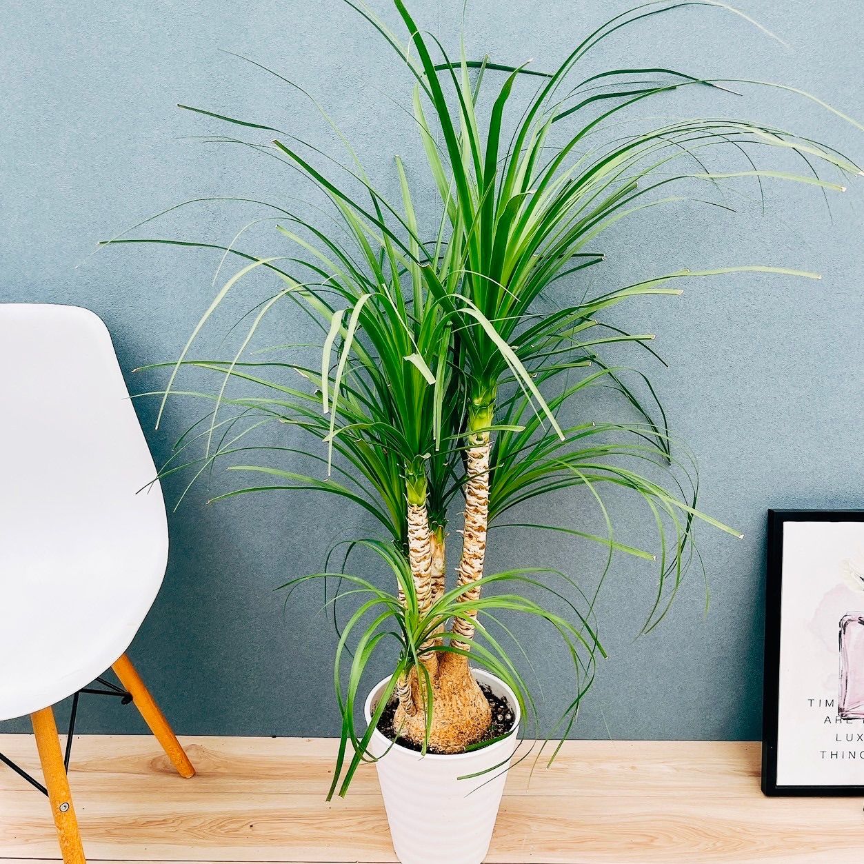 希少♪大型 特大株♪ トックリラン ポニーテール ノリナ 希少美形115cm 】トックリラン ポニーテール ノリナ 観葉植物 大型