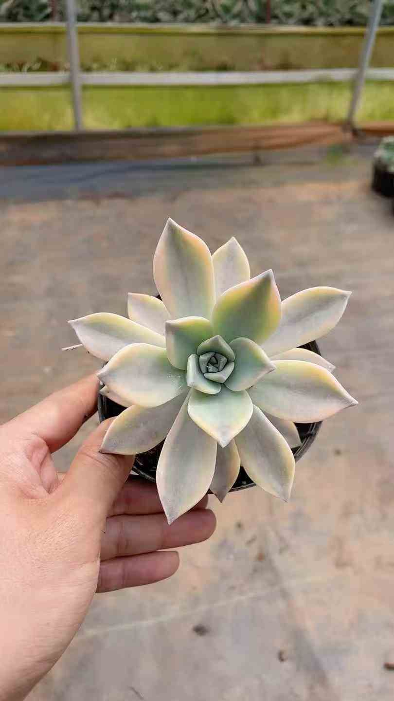 WBLHF2141×24 ロウゲツニシキ 抜き苗 多肉植物 アエオニウム エケベリア 韓国苗