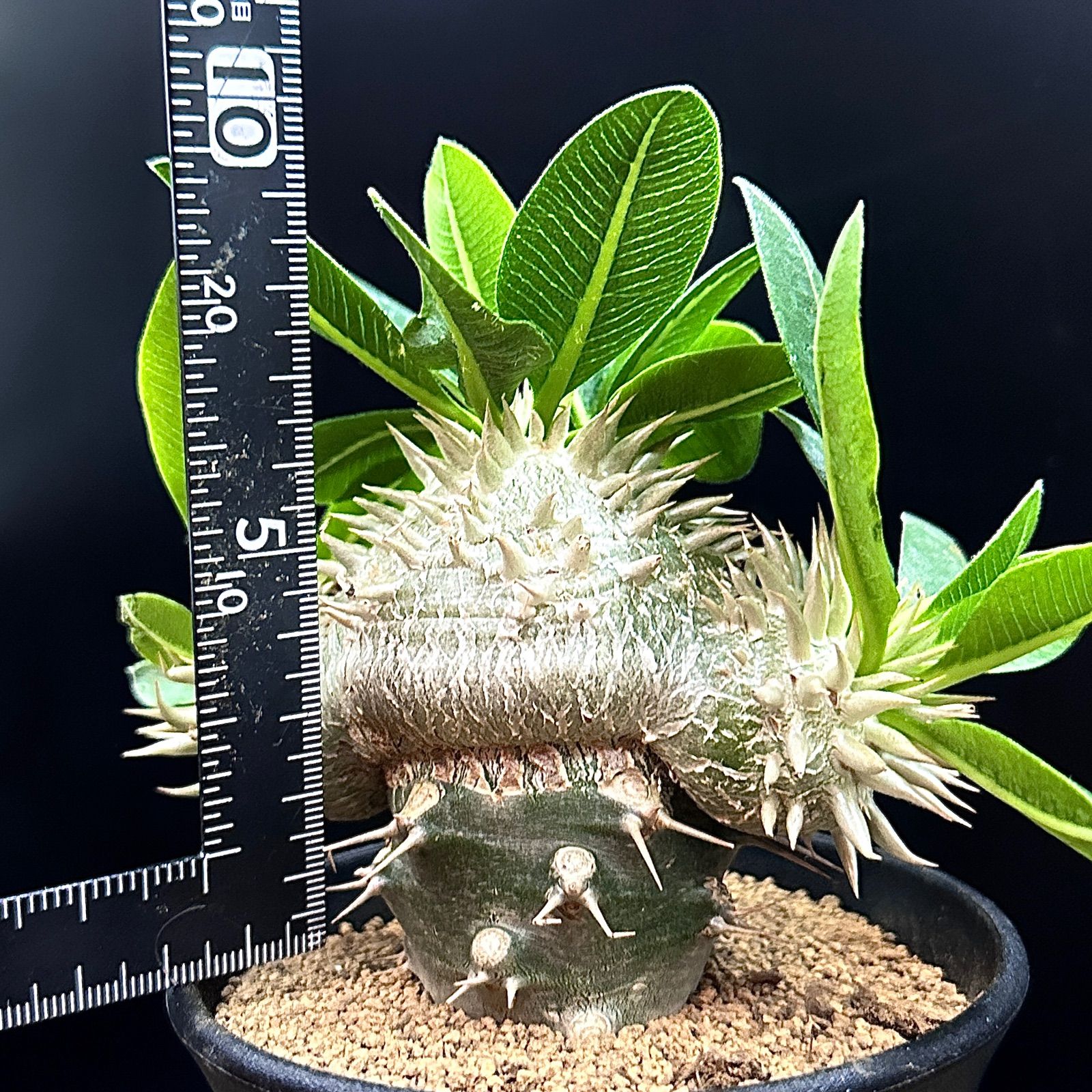 3.5号】パキポディウム 白花恵比寿笑い レウコキサンツム ラメリー接ぎ