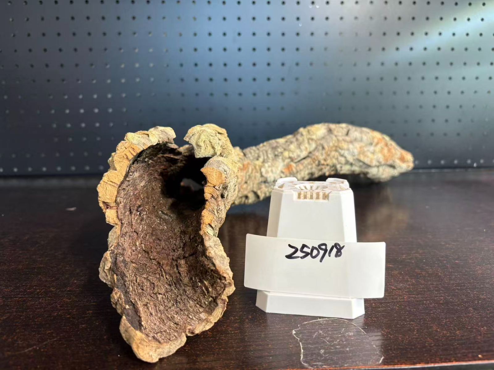 認識の高い 250918 ポルトガル産 キャノンコルク コルク樹皮 コルク板 バージンコルク 送料無料 チランジア ビカクシダ 着生ラン 両生類 爬虫類