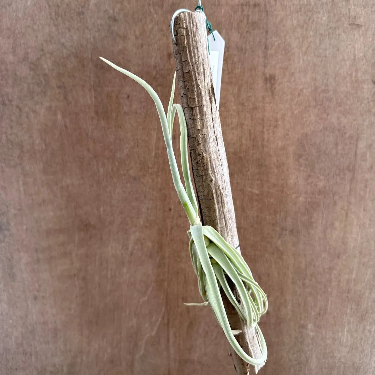 チランジア ドゥラティ 大株 Tillandsia duratii チランジア ドゥラティー サクサティリス Tillandsia duratii